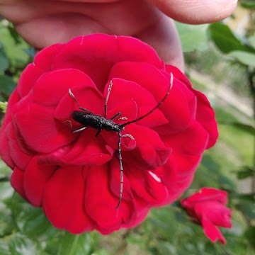 István Stefán adatlap képe