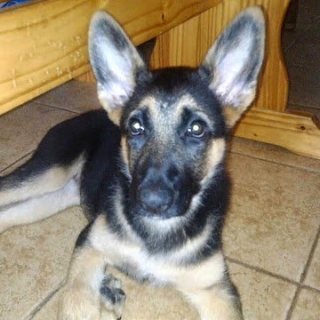 Csaba Tóth adatlap képe