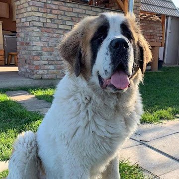 Attila Klementisz adatlap képe